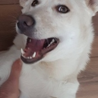 Sokö (Sokak Köpeği), Köpek  LİZA fotoğrafı