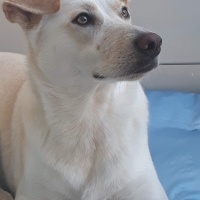 Sokö (Sokak Köpeği), Köpek  LİZA fotoğrafı