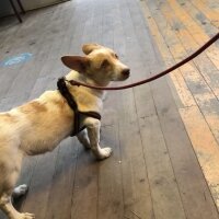 Jack Russell Terrier, Köpek  Jack fotoğrafı