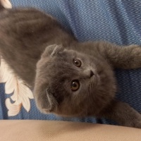 Scottish Fold, Kedi  Zeytin fotoğrafı