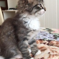 Tekir Kedi, Kedi  Şanslı fotoğrafı