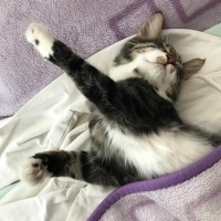 Tekir Kedi, Kedi  Şanslı fotoğrafı