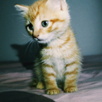 Tekir Kedi, Kedi  Hürrem fotoğrafı