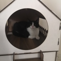 Tekir Kedi, Kedi  Rıfkı fotoğrafı