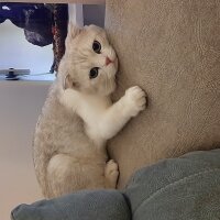 Scottish Fold, Kedi  Sütlaç fotoğrafı