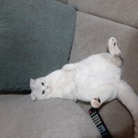 Scottish Fold, Kedi  Sütlaç fotoğrafı