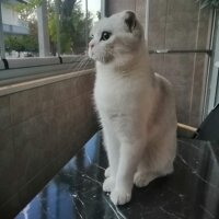 Scottish Fold, Kedi  Sütlaç fotoğrafı