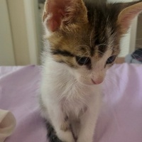 Tekir Kedi, Kedi  Mia fotoğrafı