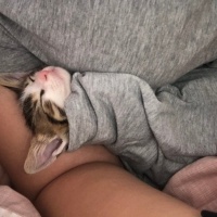 Tekir Kedi, Kedi  Mia fotoğrafı