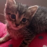 Munchkin, Kedi  Çakır fotoğrafı