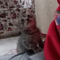 Munchkin, Kedi  Çakır fotoğrafı