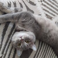 British Shorthair, Kedi  Luna fotoğrafı