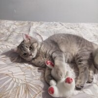 British Shorthair, Kedi  Luna fotoğrafı