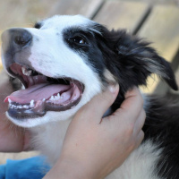 Border Collie, Köpek  Ateş fotoğrafı