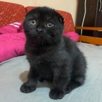 Scottish Fold, Kedi  Pıtırcıklar fotoğrafı