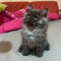 Scottish Fold, Kedi  Pıtırcıklar fotoğrafı