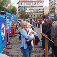 Minyatür Schnauzer, Köpek  Sevgi fotoğrafı