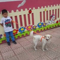 Minyatür Schnauzer, Köpek  Sevgi fotoğrafı