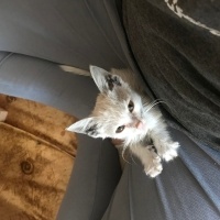 Ankara Kedisi, Kedi  Şans fotoğrafı