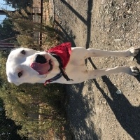 Dogo Arjantin, Köpek  rio fotoğrafı