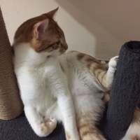Tekir Kedi, Kedi  HERMES fotoğrafı