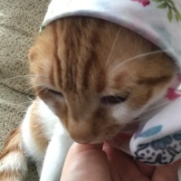 Tekir Kedi, Kedi  HERMES fotoğrafı