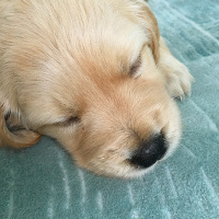 Golden Retriever, Köpek  Queen fotoğrafı