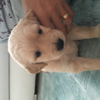 Golden Retriever, Köpek  Queen fotoğrafı