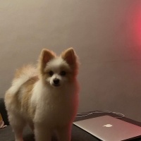 Pomeranyalı, Köpek  Oğlum lupin’e eş arıyoruz fotoğrafı