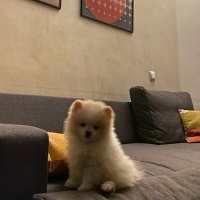 Pomeranyalı, Köpek  Oğlum lupin’e eş arıyoruz fotoğrafı