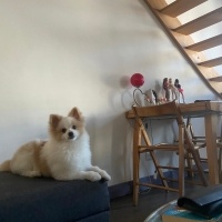 Pomeranyalı, Köpek  Oğlum lupin’e eş arıyoruz fotoğrafı