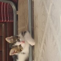 Tekir Kedi, Kedi  Boncuk fotoğrafı