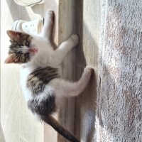 Tekir Kedi, Kedi  Boncuk fotoğrafı