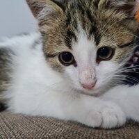 Tekir Kedi, Kedi  Boncuk fotoğrafı