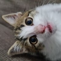 Tekir Kedi, Kedi  Boncuk fotoğrafı