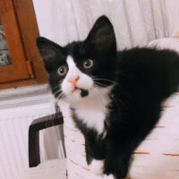 Tuxedo (Smokin) Kedi, Kedi  Milena fotoğrafı