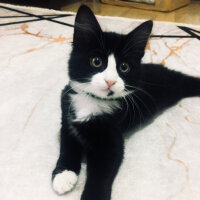 Tuxedo (Smokin) Kedi, Kedi  Milena fotoğrafı