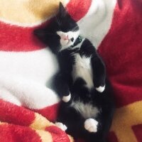 Tuxedo (Smokin) Kedi, Kedi  Milena fotoğrafı