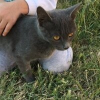 British Shorthair, Kedi  Pati fotoğrafı