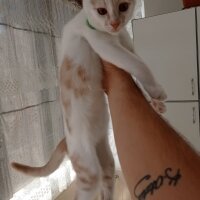 Tekir Kedi, Kedi  Alex fotoğrafı