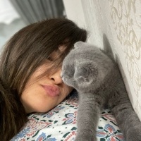 Scottish Fold, Kedi  Tom fotoğrafı