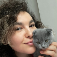Scottish Fold, Kedi  Tom fotoğrafı