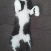 Tuxedo (Smokin) Kedi, Kedi  Kartal fotoğrafı