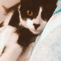Tuxedo (Smokin) Kedi, Kedi  Kartal fotoğrafı