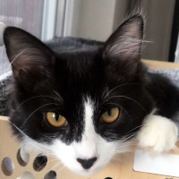 Tuxedo (Smokin) Kedi, Kedi  Kartal fotoğrafı