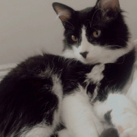 Tuxedo (Smokin) Kedi, Kedi  Kartal fotoğrafı