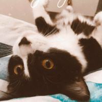 Tuxedo (Smokin) Kedi, Kedi  Kartal fotoğrafı