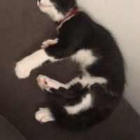 Tuxedo (Smokin) Kedi, Kedi  Kartal fotoğrafı