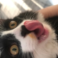 Tuxedo (Smokin) Kedi, Kedi  Kartal fotoğrafı