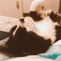 Tuxedo (Smokin) Kedi, Kedi  Kartal fotoğrafı